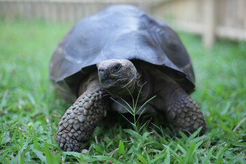 Close up of a beautiful giant aldabra tortoise 