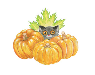 Watercolor Halloween black cat  with pumpkins.Halloween animal