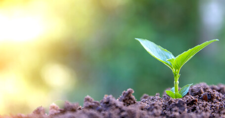 sprout growing in the ground