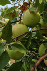 Golden Delicious Apples Ready for Picking