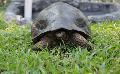 A giant tortoise hiding on the grass