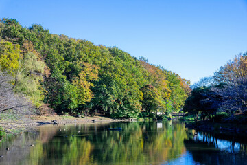 Fototapeta na wymiar 池のある公園の美しい景色