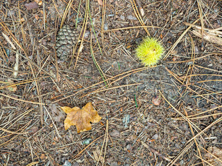 Herbst Strukturiert