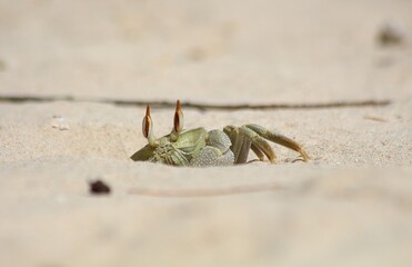 Crab on the beach.