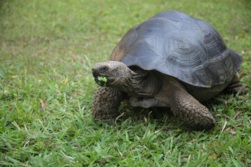 A giant tortoise walking on the grass, chewing food