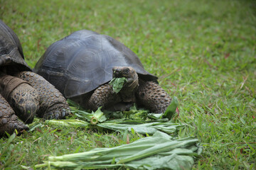 Naklejka na ściany i meble Beautiful giant tortoise chewing food on the grass