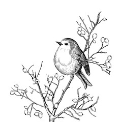 .Robin. Hand-drawn vector background with Robin and branches with berries. Christmas  design illustration.  Engraved style elements . Vintage monochrome sketch.