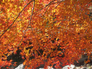 Beautiful maple tree in forest with small canal in background