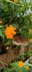 butterfly on a flower