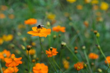 close up one bee on orange color wild flower. soft focus