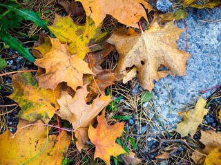 Yellow maple leaves on the ground in the fall