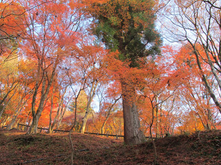 Red and yellow maple trees with green big tree in central in forest