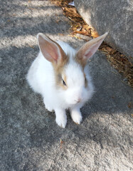 A lovely big ears rabbit sitting on rock in nature