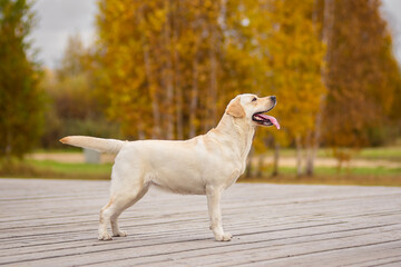 Plakat A Labrador dog runs in the autumn forest. Labrador Retriever dog in the fall between leaves.