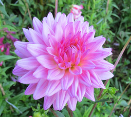 Close up of a beautiful pink chrysanthemum in garden