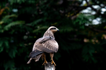 Eagle