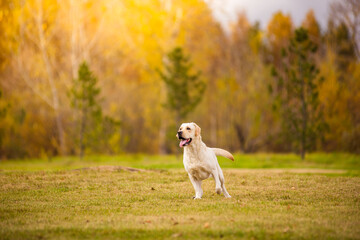 Obraz na płótnie Canvas A Labrador dog runs in the autumn forest. Labrador Retriever dog in the fall between leaves.