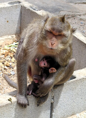 Mother monkey hug her baby in her arm sitting on the block