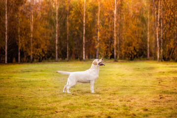 A Labrador dog runs in the autumn forest. Labrador Retriever dog in the fall between leaves.