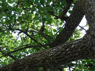 tree in the garden