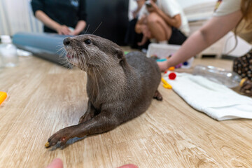 This Asian small-clawed otter is kept indoors.