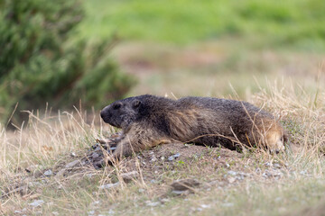 Marmotta
