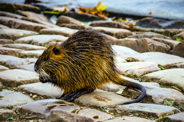 Portrait of nutria eating on the land in border river 