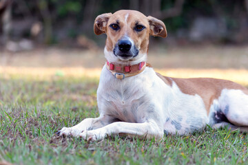 The serious look of a spotted female dog lying on the lawn of the garden at dusk. Brown eyes and...
