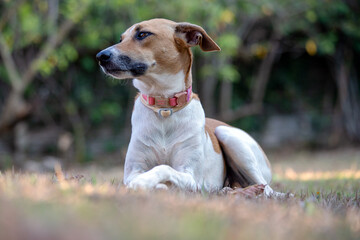 A white and brown spotted female dog resting on the park lawn at sunset. Brown eyes and pink collar. Animal world. Pet lover. Animals defender. Dog love