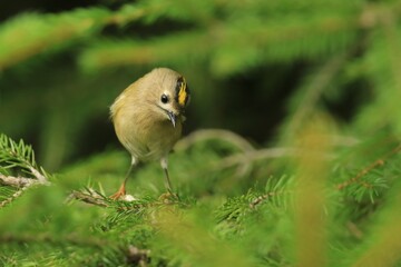 goldcrest sitting on the spruce twig (Regulus regulus) Wildlife scene from nature. European smallest songbird in the nature habitat.
