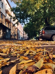autumn in the city