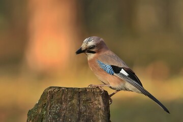 Eurasian jay sitting on the stump. (Garrulus glandarius)Bird in the nature habitat. Wildlife scene from nature.
