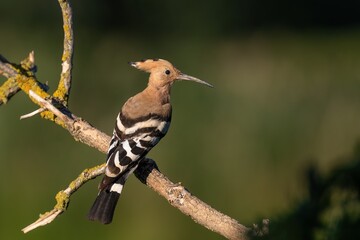 Eurasian hoopoe (Upupa epops) sitting on the branch. wildlife scene with hoopoe. 