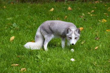 Naklejka na ściany i meble Arctic fox playing on green grass