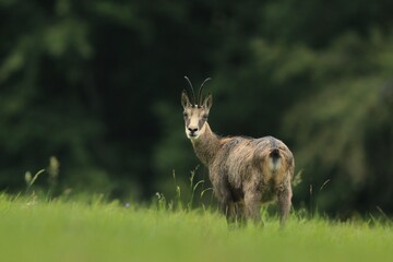 chamois grazin in the madow. Rupicapra rupicapra. Czech republic luzicke hory
