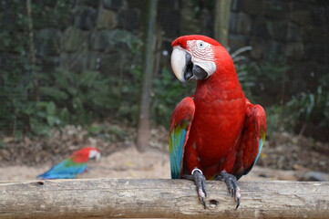Red Macaw in the Bird Park in Foz do Iguassu, Paraná, Brazil
