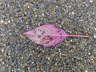 autumn, pink purple leaf laying on a wet asphalt road