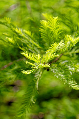 Close-up of Bald Cypress leaves (Taxodium distichum)