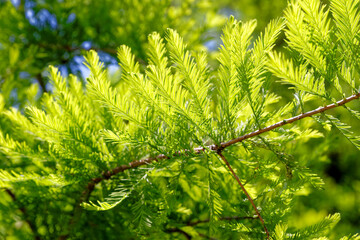 Close-up of Bald Cypress leaves (Taxodium distichum)