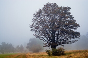 Obraz premium Fog in the autumn forest