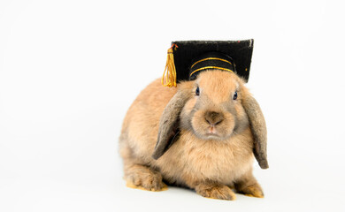 Cute little brown rebbit with fluffy wearing graduation cap sitting isolated on white background. Adorable bunny or rabbit wearing grads cap and sit on white. Education and successfully concept.