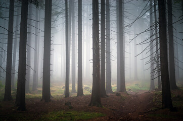 Beautiful nature: fog in the autumn forest