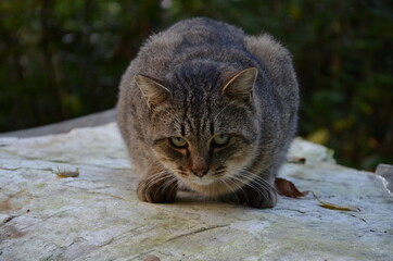 険しい眼差しで見つめる猫