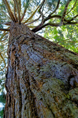 Giant Redwood, or Sequoia, Sequoiadendron giganteum