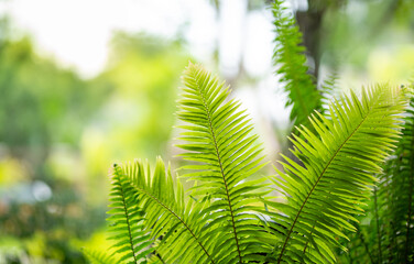 Summer background with fern leaf