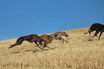 Spanish greyhound in mechanical hare race in the countryside