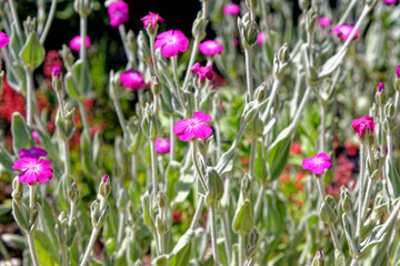 Lychnis Coronaria or Rose Campion