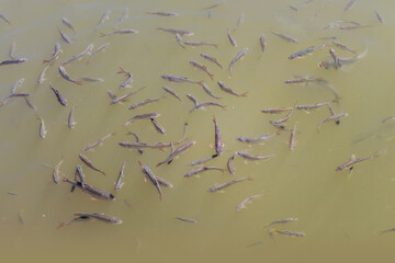 Viele Fische schwimmen in einem See