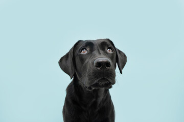 Cute black labrador dog looking up giving you whale eye. Isolated on colored blue background.