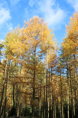 Trees in a wood in Autumn